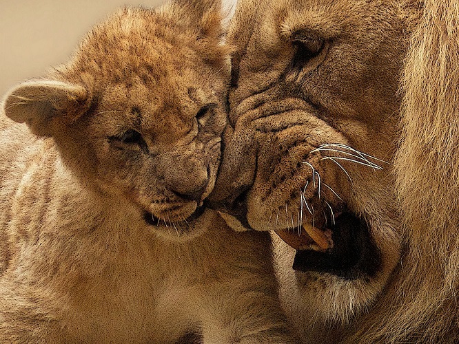 PIXABAY free download lion 565818 1920 s