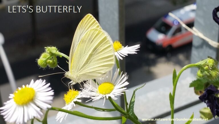 2019 Atem und Energie Woche Dahlke