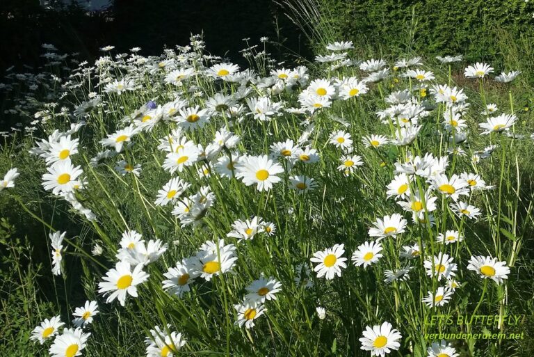 Netzwerk Verbundener Atem.net Sommer2023