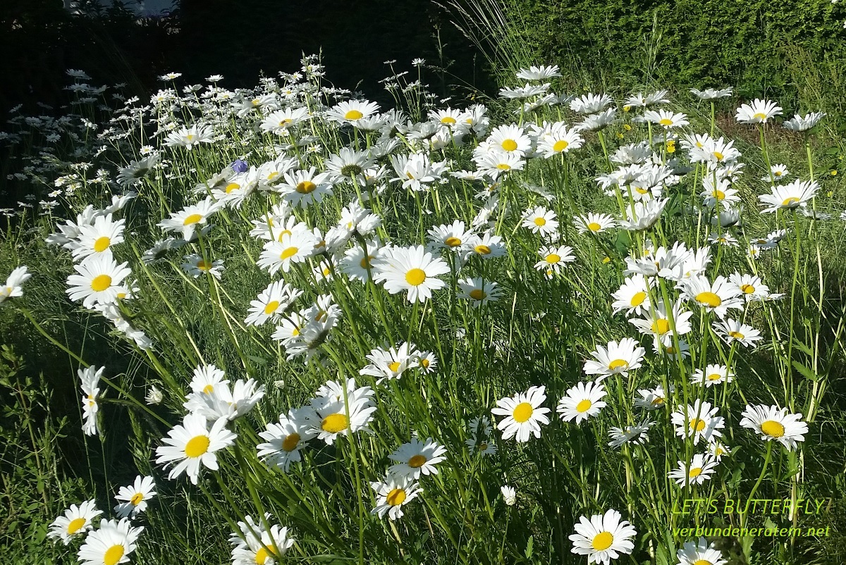 Netzwerk Verbundener Atem.net Sommer2023