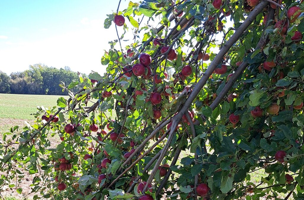 Fülle ist – atme um sie noch mehr zu erleben